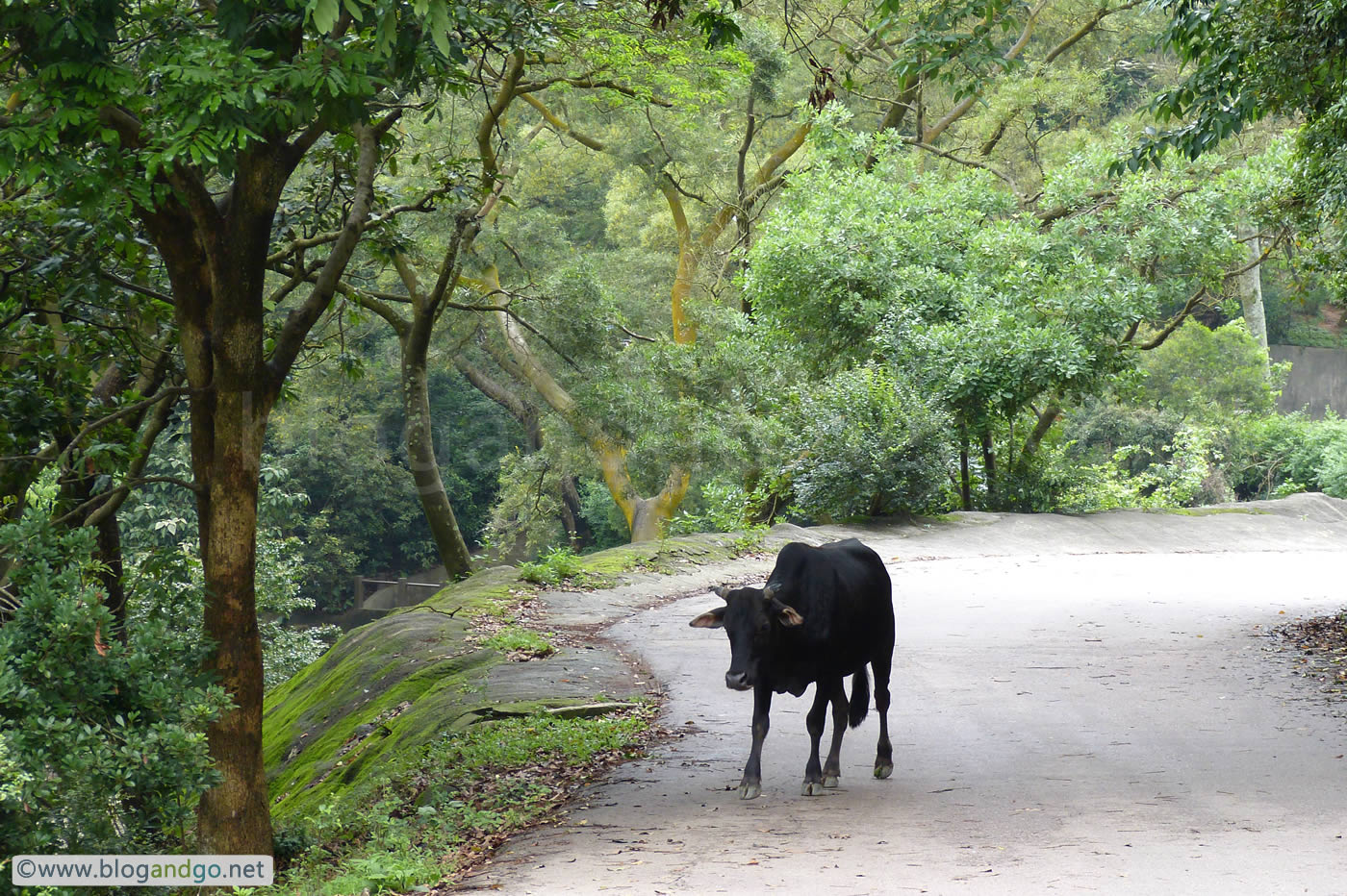 Shing Mun Reservoir - Roaming Shing Mun Cows